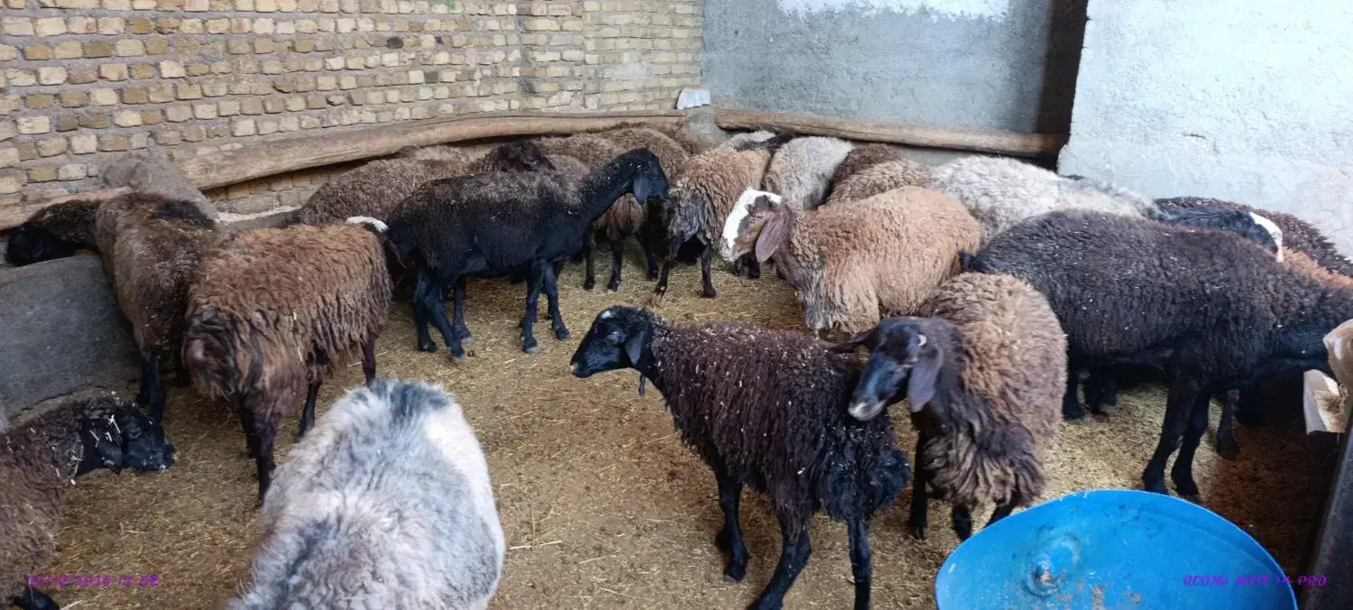 چاق شده|حیوانات مزرعه|محمدیه-قزوین, |دیوار