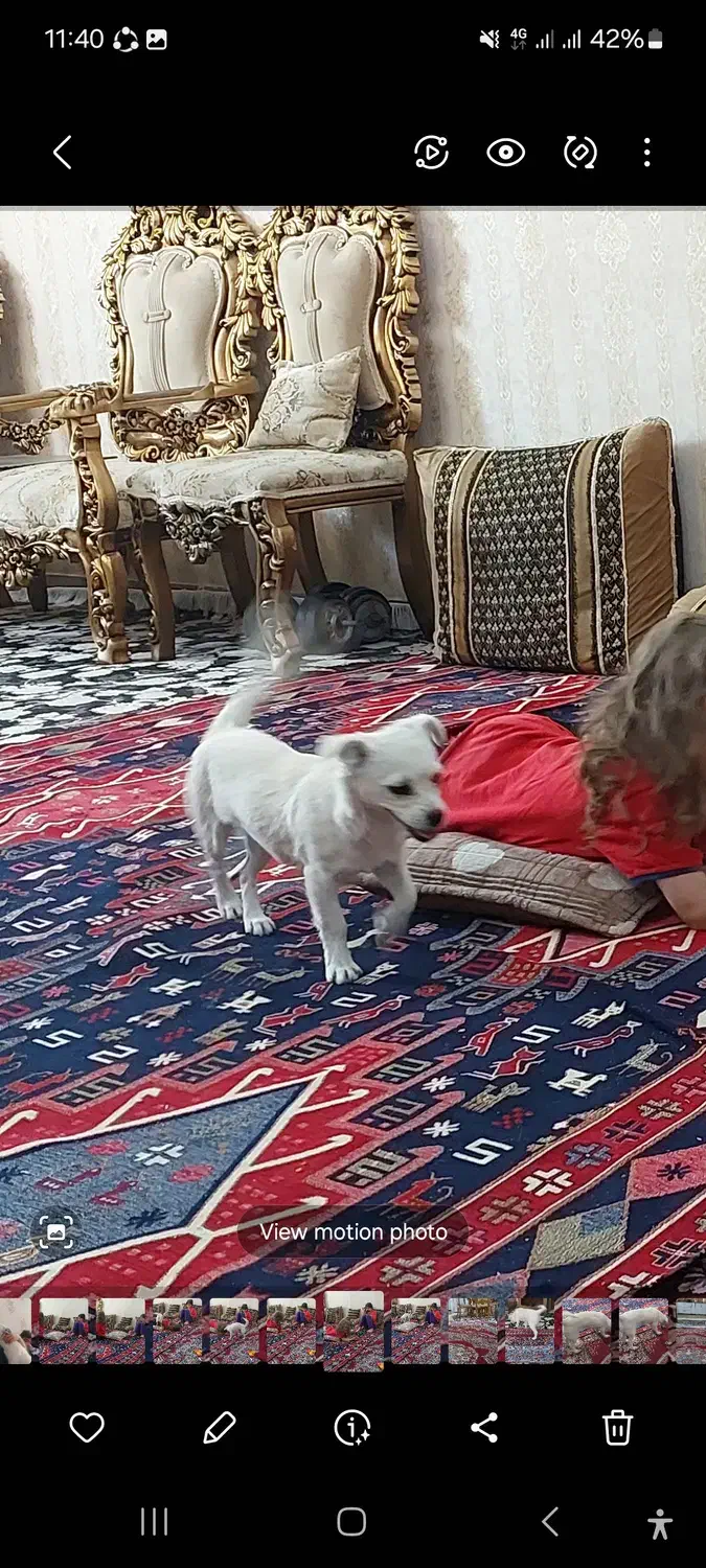 واگذاری سگ|سگ|یاسوج, |دیوار