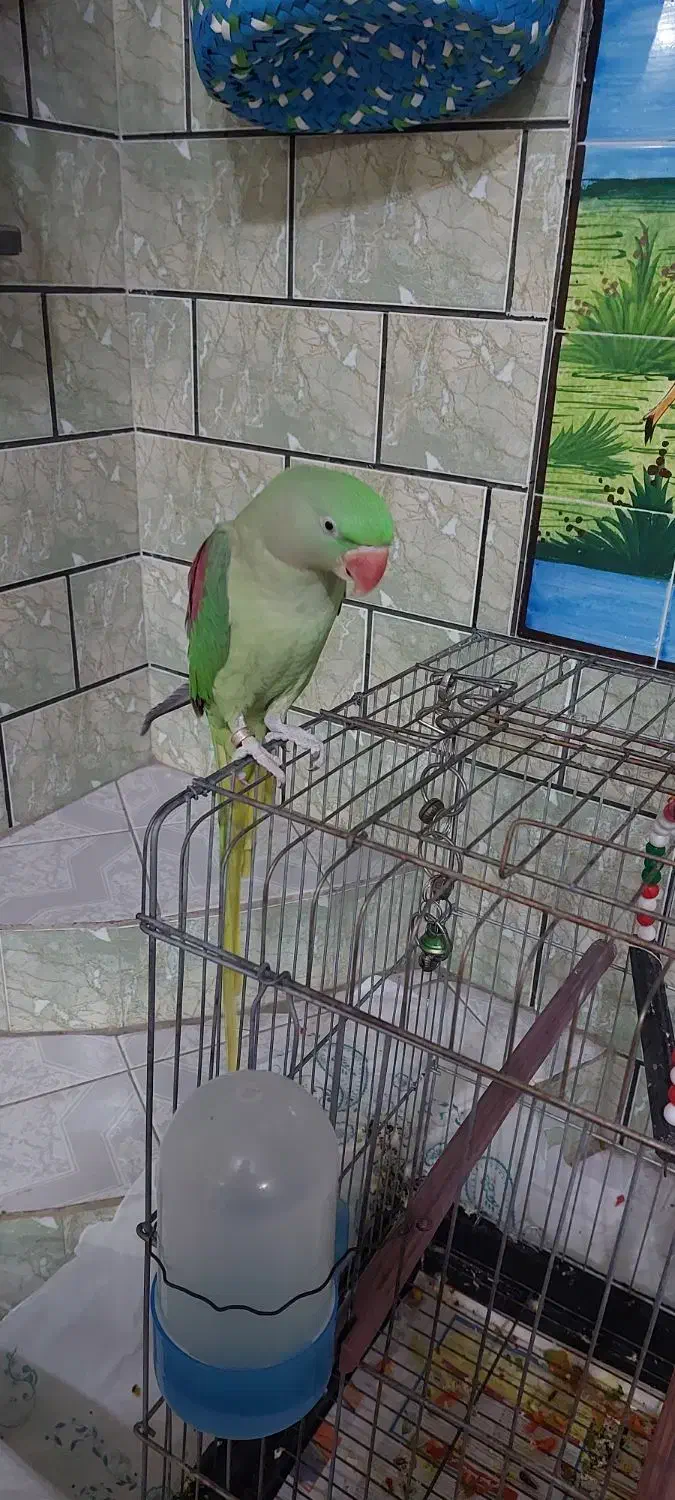 شاه طوطی ماده دو ساله|پرنده|شوش, |دیوار