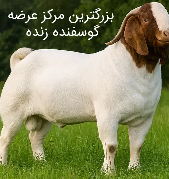 بزرگترین مرکزگوسفند زنده شهرک امیدشهرری یافت اباد|حیوانات مزرعه|تهران, شادآباد|دیوار