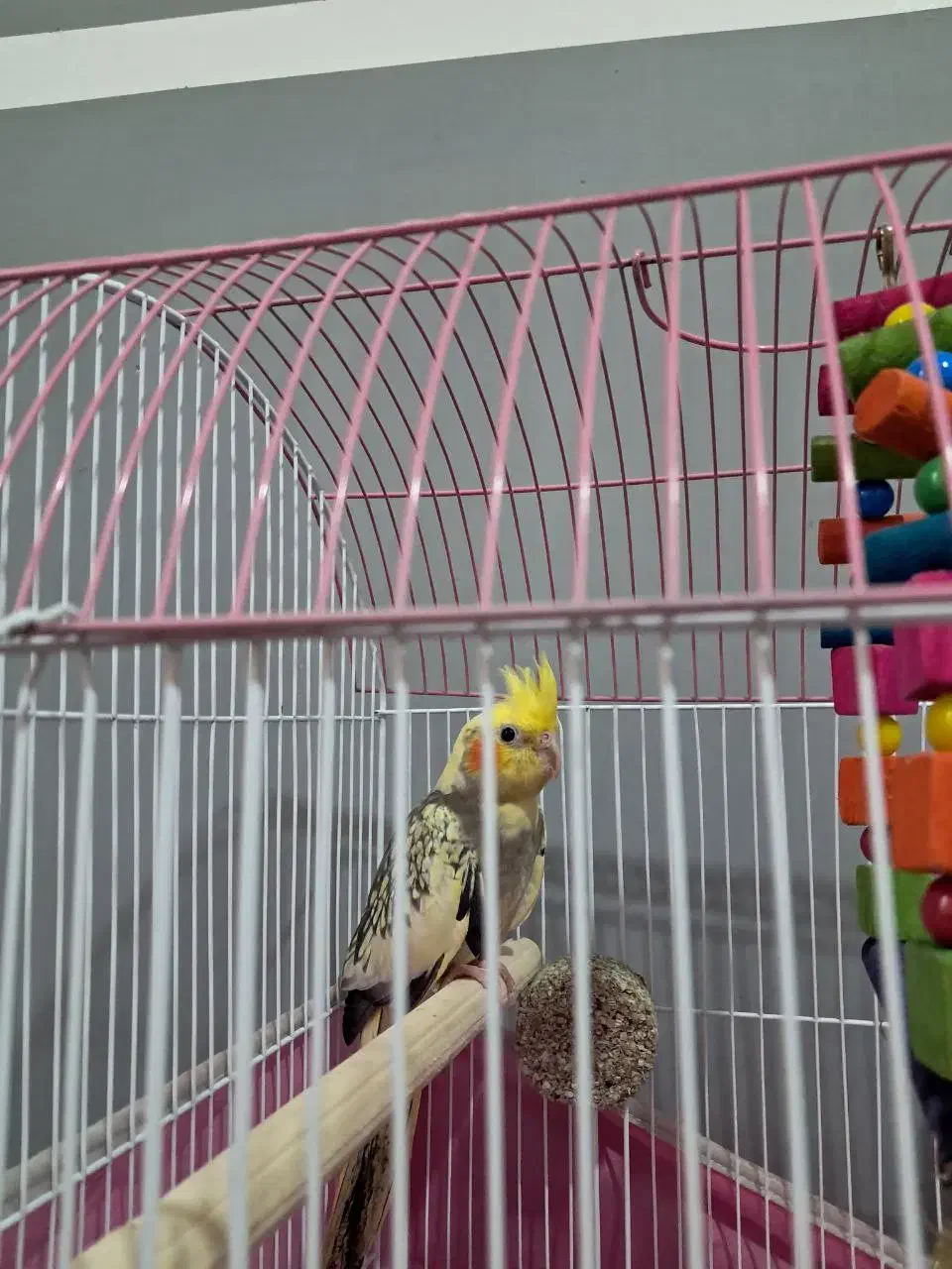 عروس هلندی|پرنده|تالش, هشتپر|دیوار