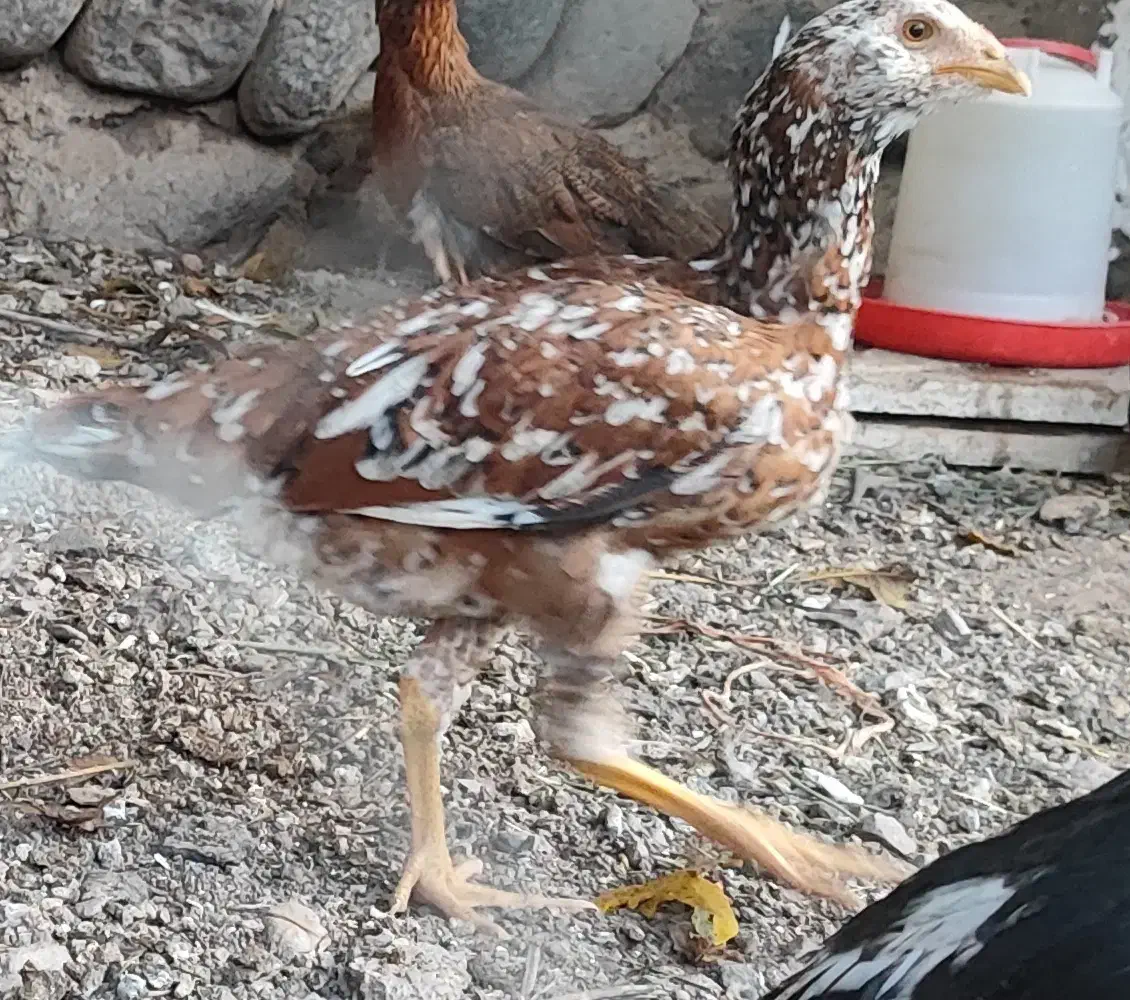 جوجه خروس|حیوانات مزرعه|میانه, |دیوار