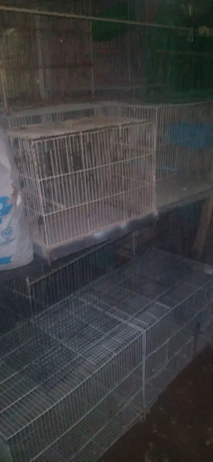 قفس|لوازم جانبی حیوانات|شیروان (خراسان), |دیوار