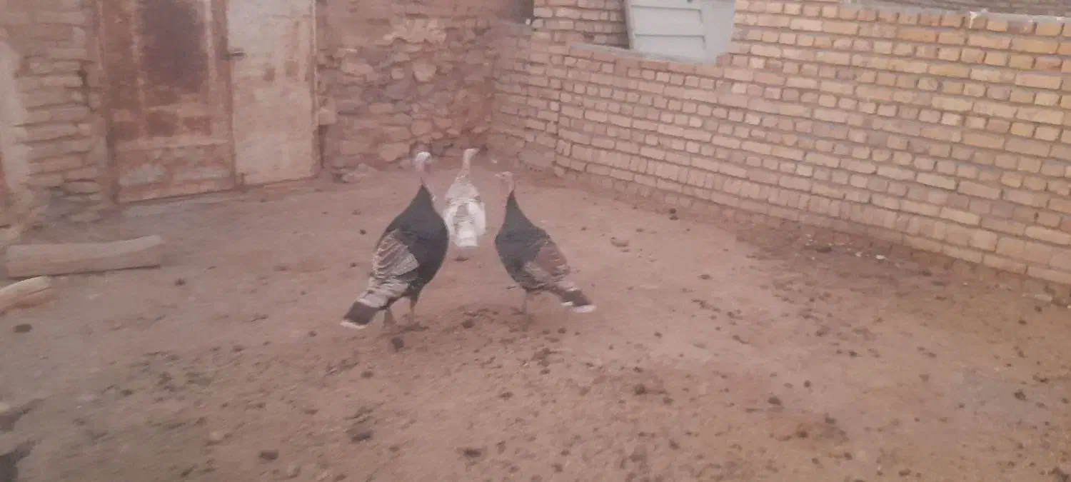 بوقلمون|حیوانات مزرعه|زاوه, |دیوار