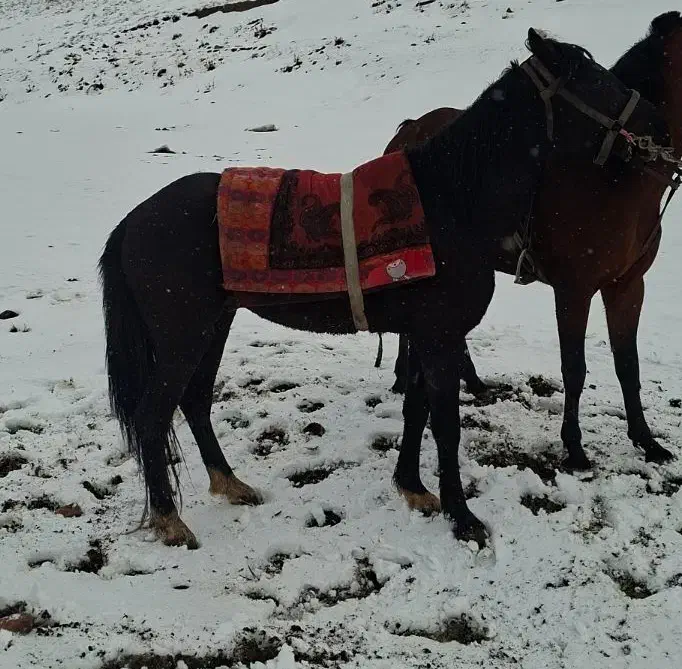 اسب|اسب و تجهیزات اسب‌سواری|اهر, |دیوار