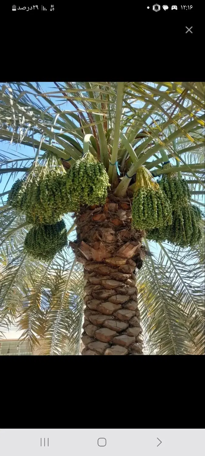 ادلی نخل|گل و گیاه طبیعی|شادگان, |دیوار