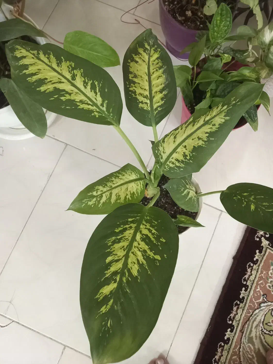 گل اپارتمانی|گل و گیاه طبیعی|مشهد, امیریه|دیوار