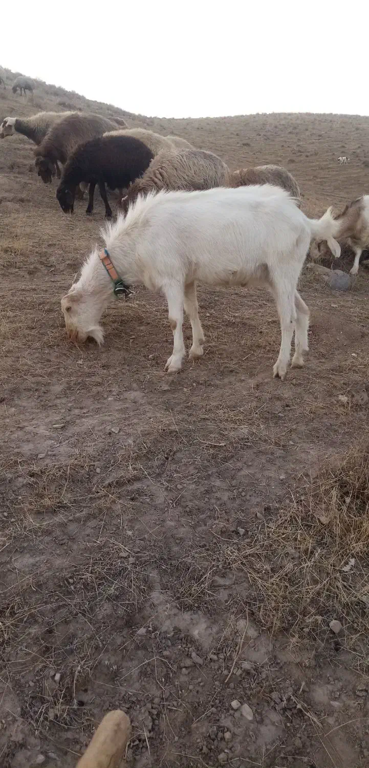 بز سانن ونر بز سانن|حیوانات مزرعه|درگز, |دیوار