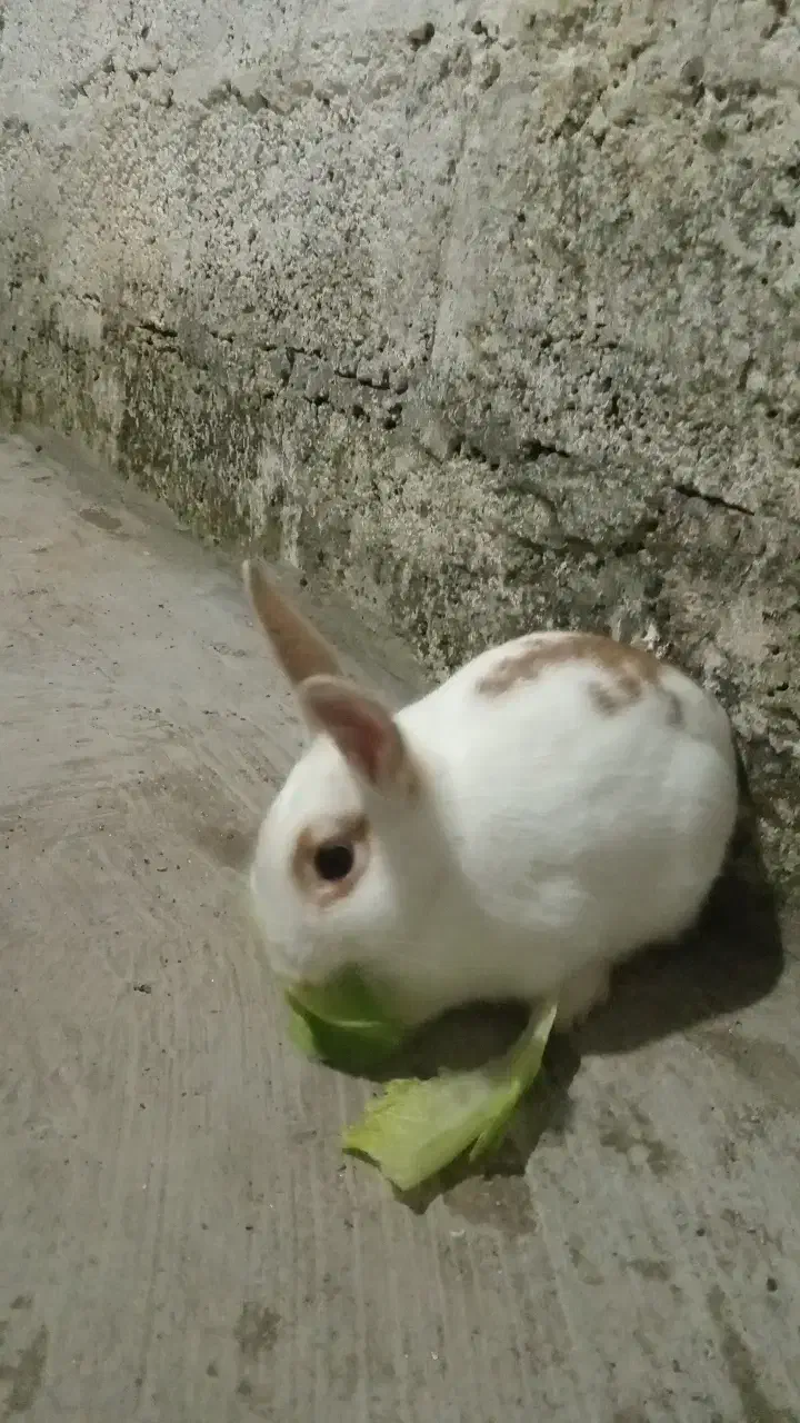 واگذاری خرگوش|موش و خرگوش|لاهیجان, مهرگان|دیوار