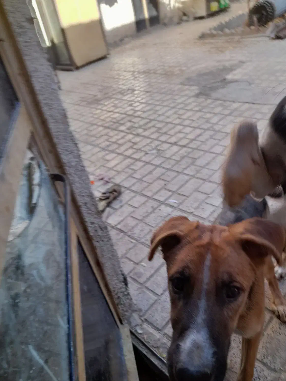 ژرمن|سگ|بیرجند, |دیوار