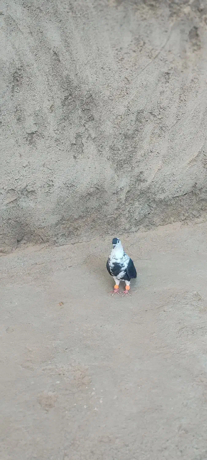 ساده‌سیاه‌امری|پرنده|رضویه, |دیوار