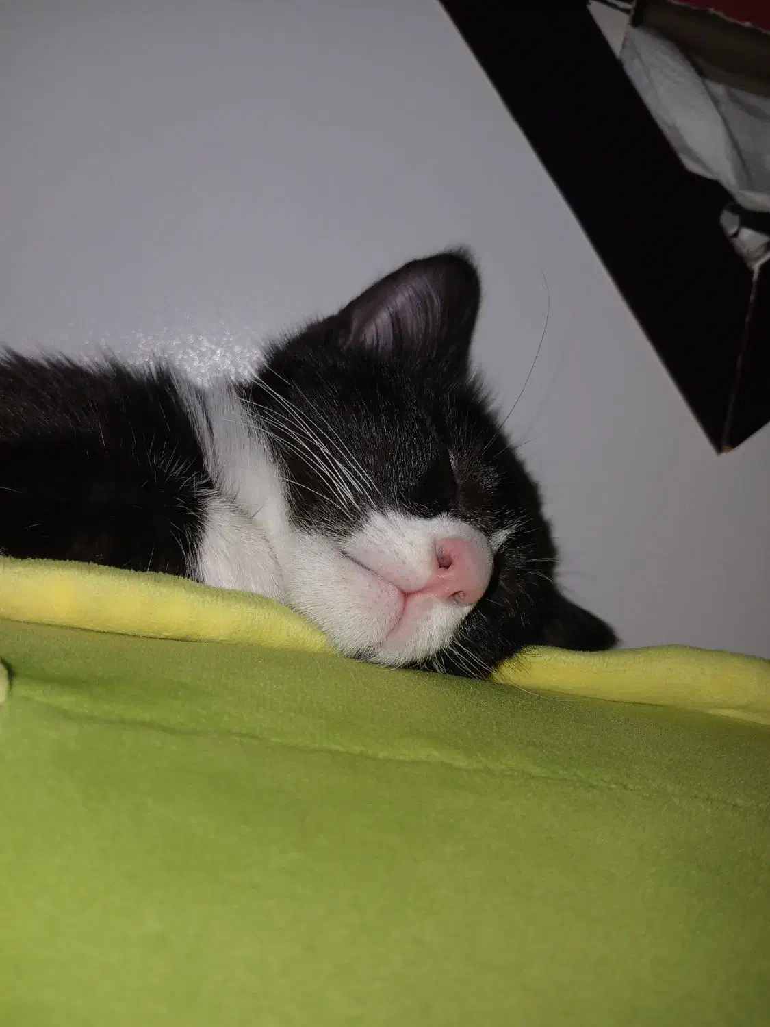 گربه ۵ ماهه|گربه|کاشان, فاز ۲ ناجی آباد|دیوار