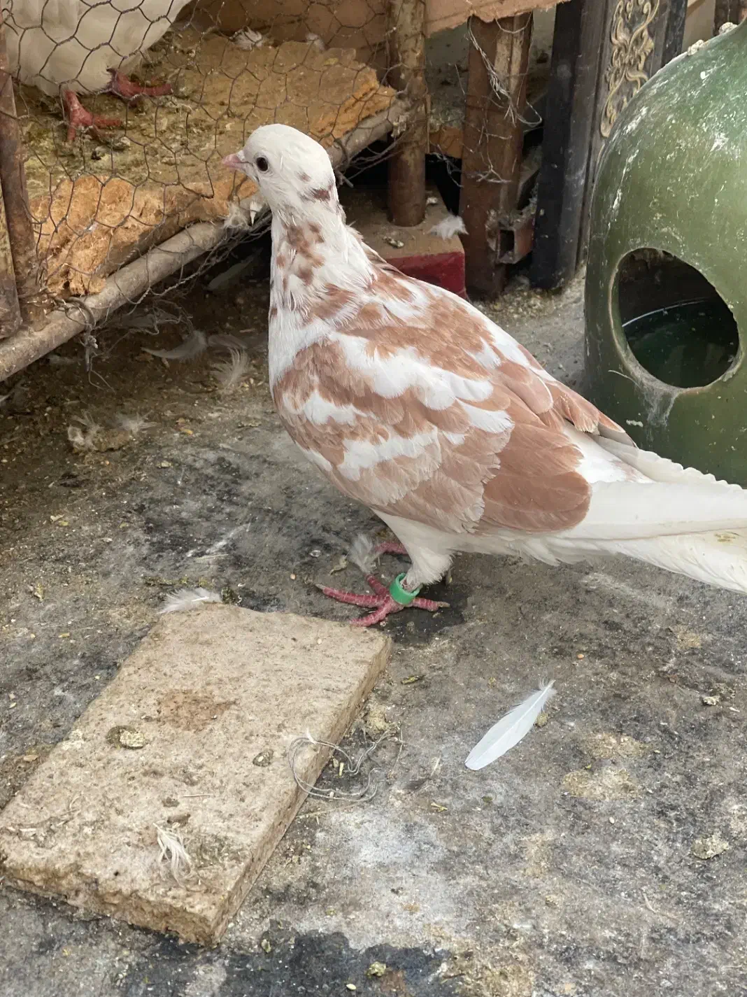 کفتر|پرنده|تهران, آهنگ|دیوار