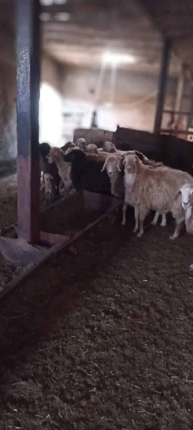 فروش گوسفند گوشتی شیشک|حیوانات مزرعه|سرعین, |دیوار