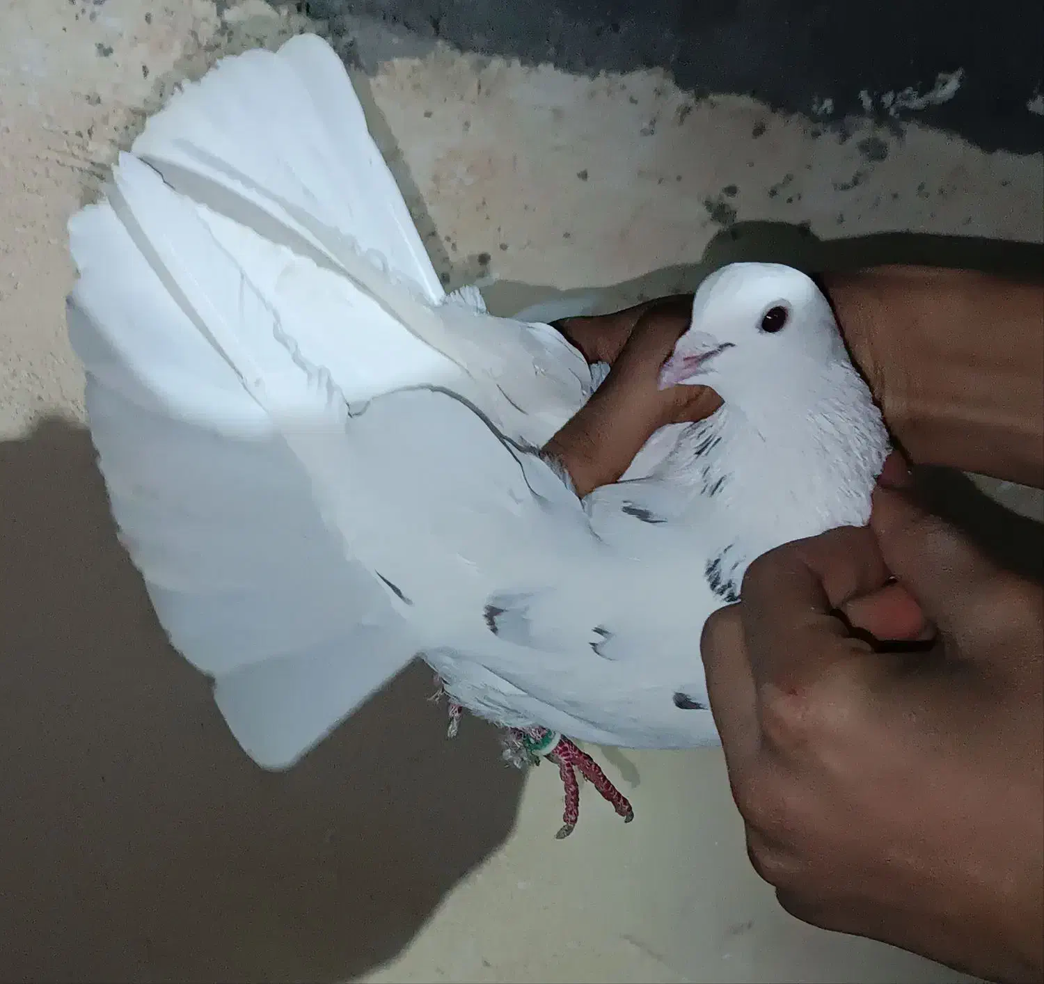 کفتر هوایی|پرنده|نسیمشهر, |دیوار