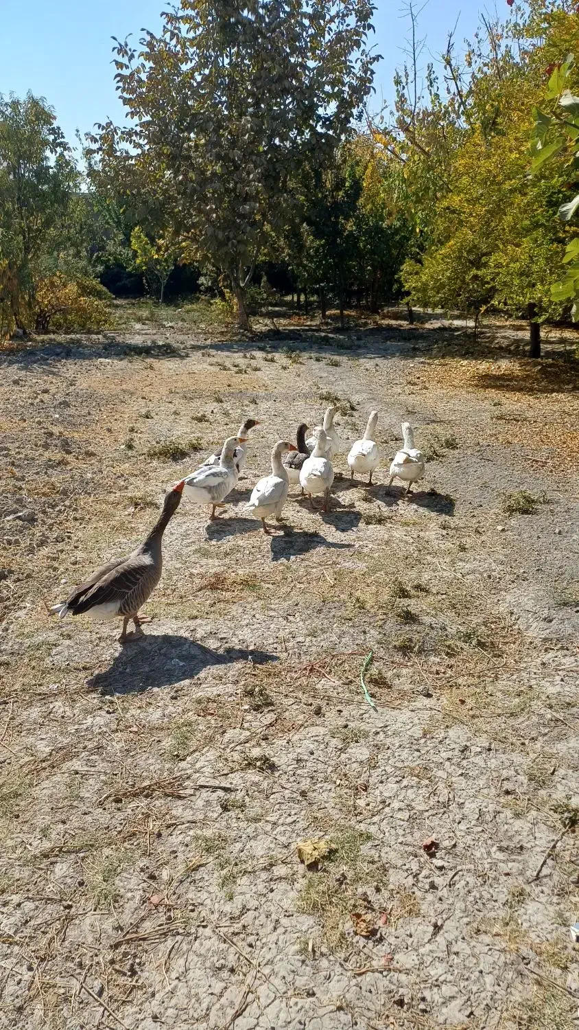 غاز محلی ارگانیک|حیوانات مزرعه|شیراز, کرونی(خاتونک)|دیوار