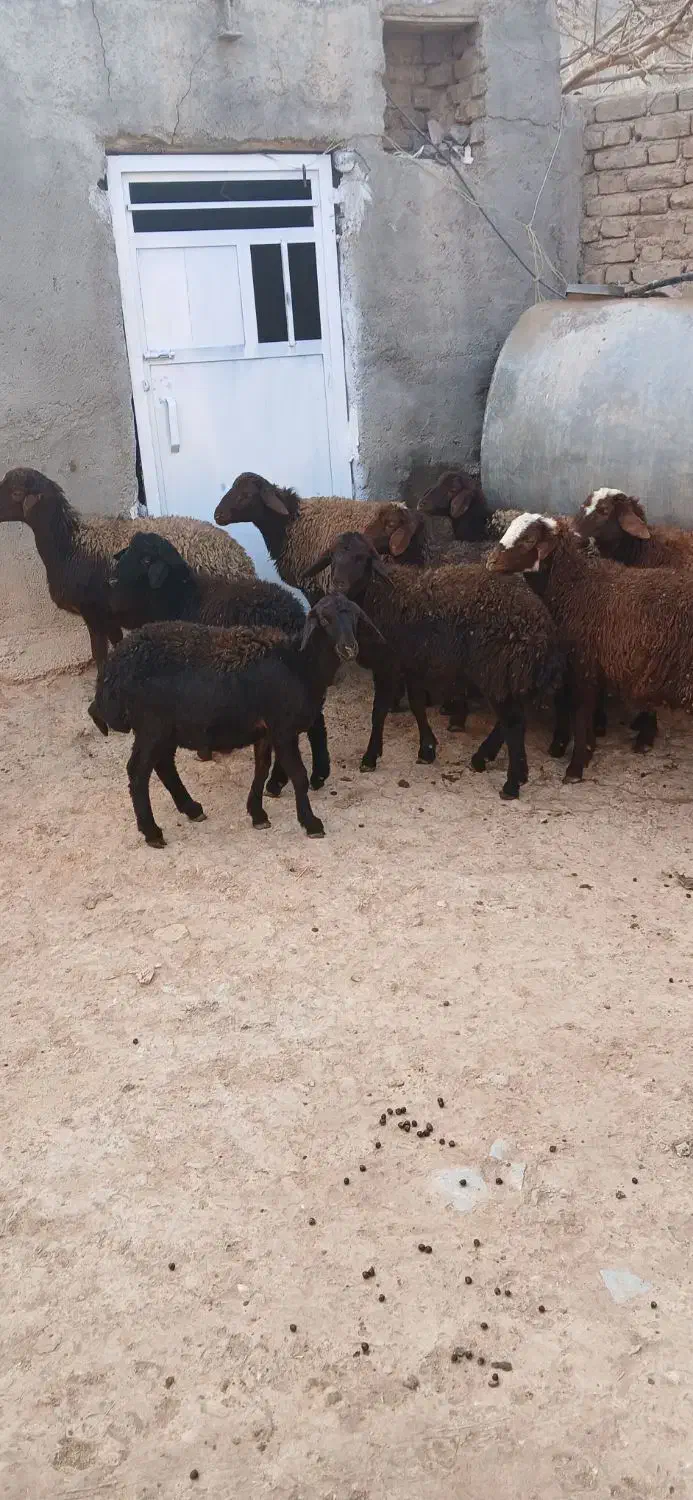 بره نر|حیوانات مزرعه|قیدار, |دیوار