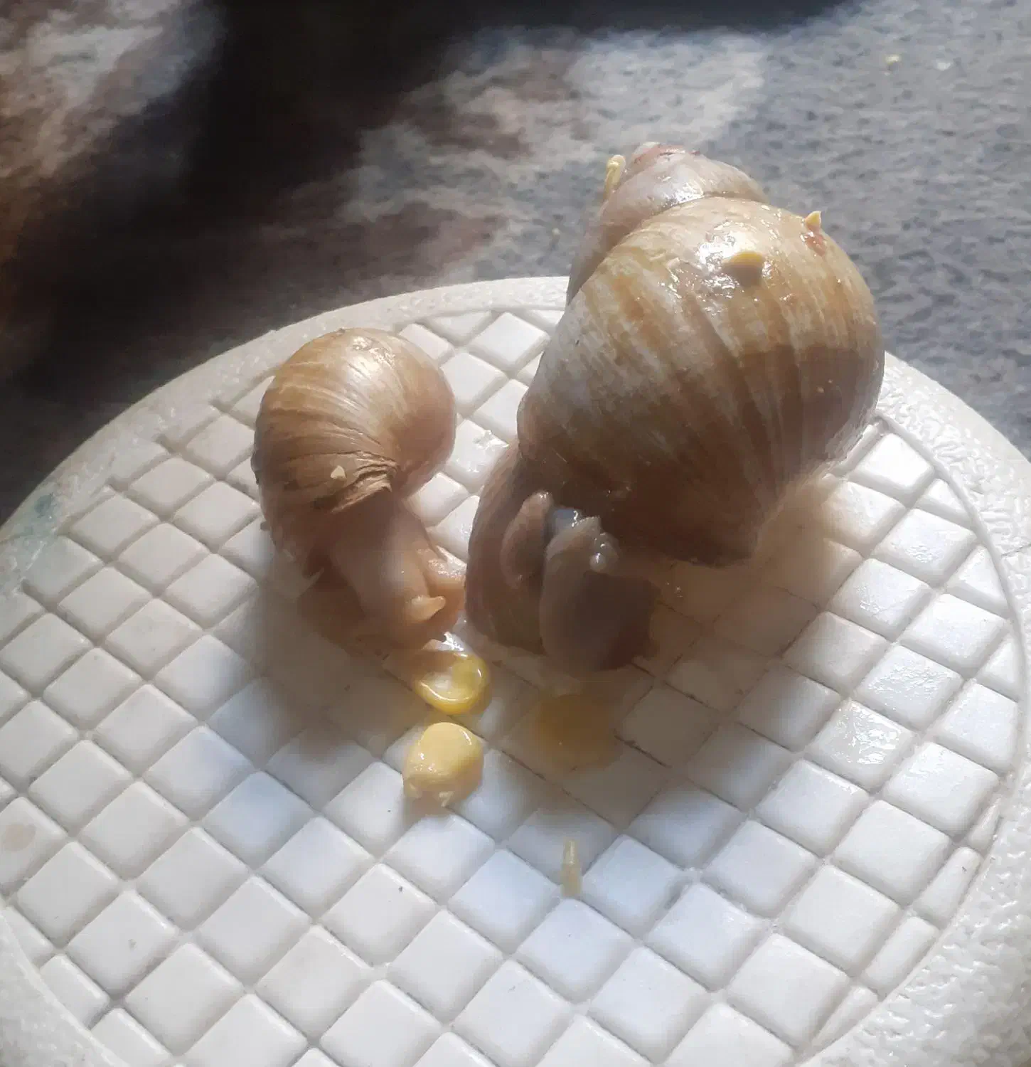 حلزون جفت ۲عدد  ۱عدد ۲سال نیم  ۱عدد ۱سال ش|خزنده|تهران, جوادیه|دیوار