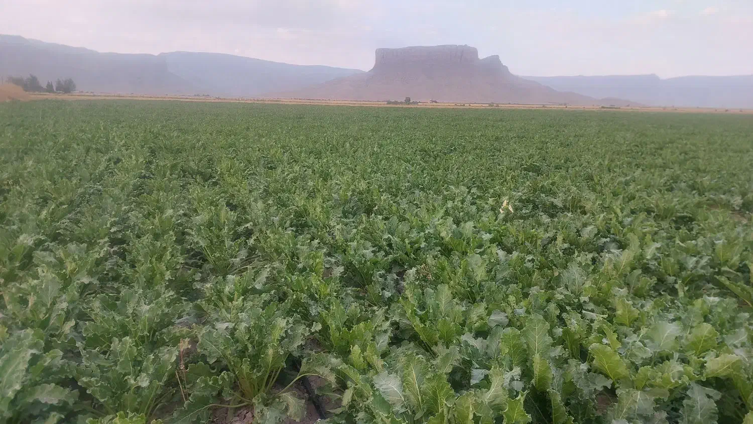 شکر|خوردنی و آشامیدنی|مرودشت, ثبت احوال|دیوار