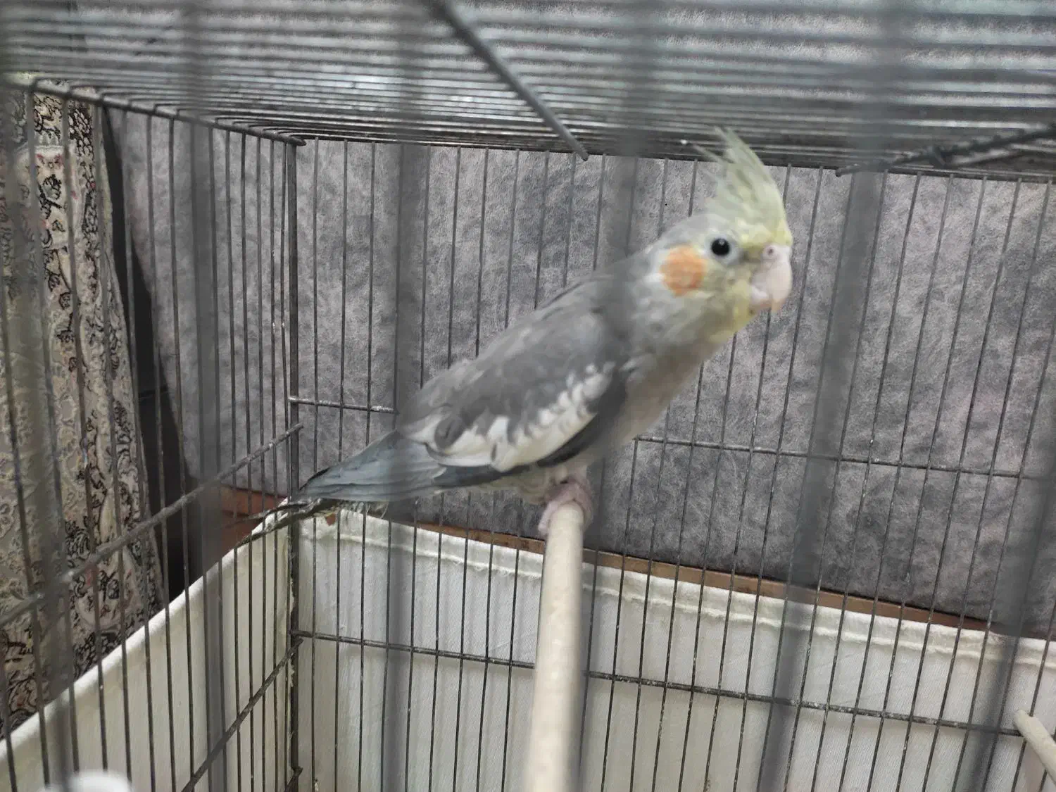 عروس هلندی|پرنده|قم, نخودی|دیوار