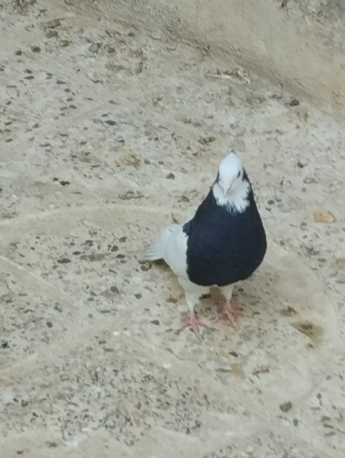 فروش کبوتر|پرنده|اسدآباد, |دیوار