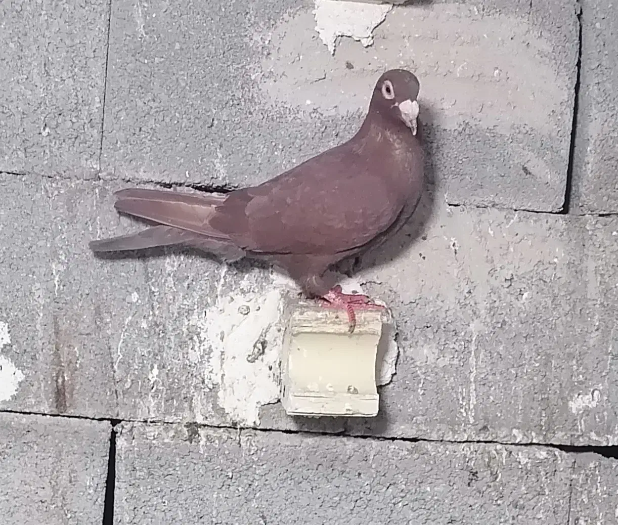 کبوتر|پرنده|داراب, |دیوار