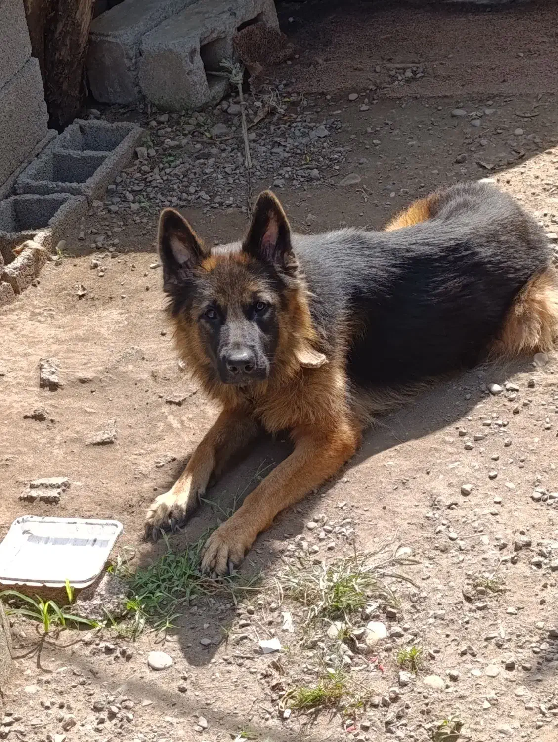 سگ ژرمن شجرداراصلی|سگ|بندر انزلی, طالب آباد|دیوار