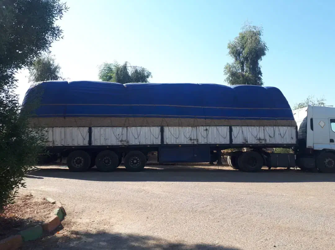 کاه نیشکر تازه شروع شد|حیوانات مزرعه|نجفآباد, قلعه سفید|دیوار