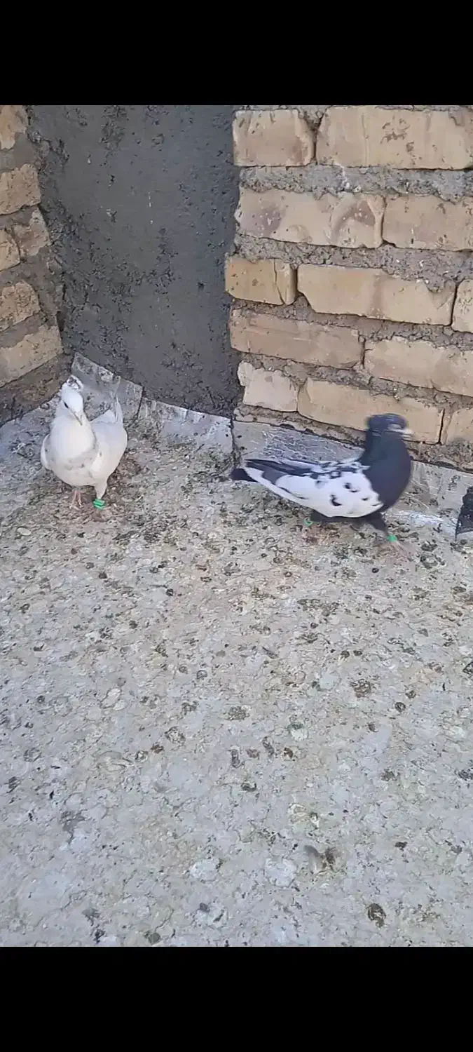 کبوتر رنگه جفت نر کاکولی|پرنده|سلیمان, |دیوار