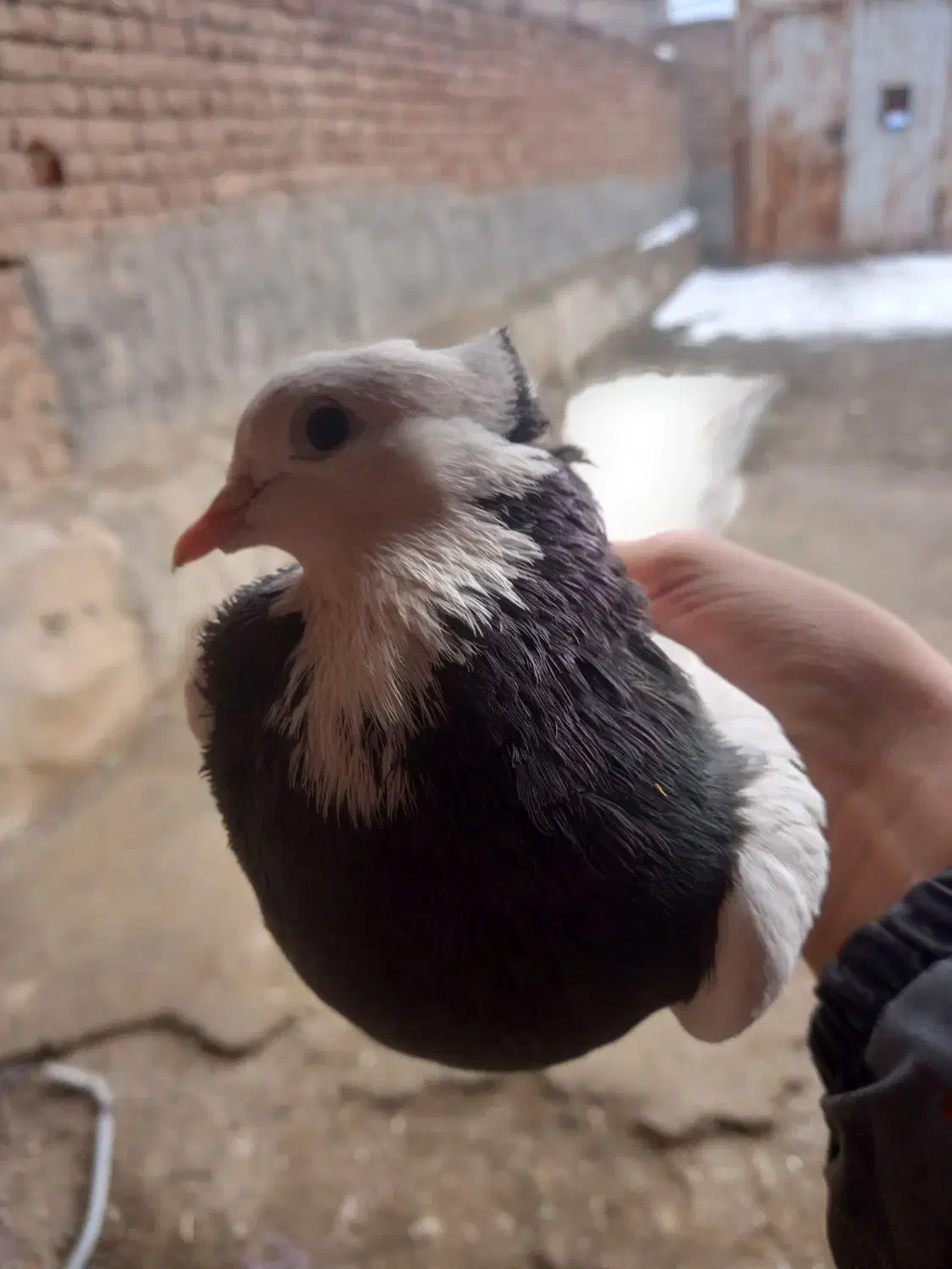 کبوتر طوقی|پرنده|ملکان, |دیوار