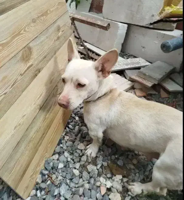 سگ پاکوتاه فروشی|سگ|فاضل آباد, |دیوار