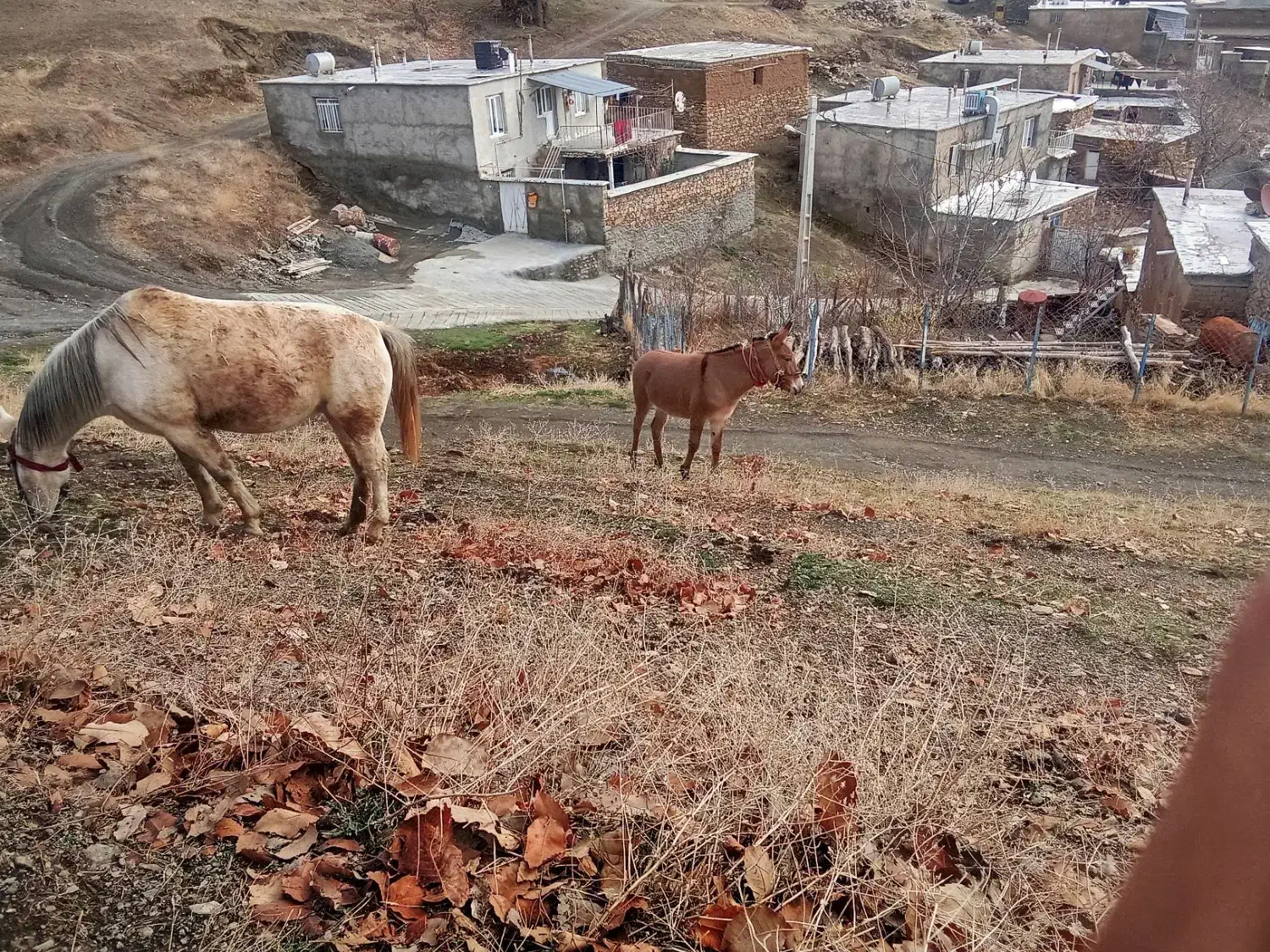 مادیون|اسب و تجهیزات اسب‌سواری|مریوان, |دیوار