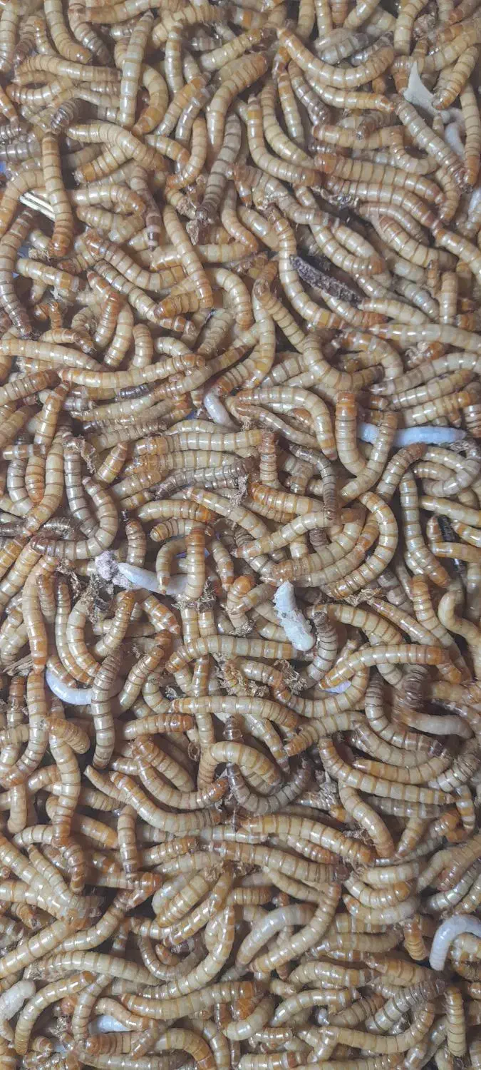 میلورم تازه و خشک درجه یک|خزنده|بیرجند, |دیوار