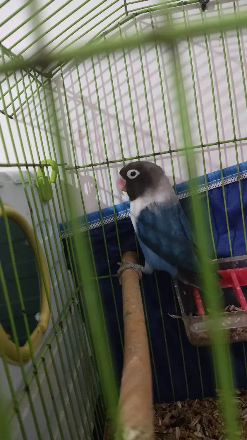 طوطی برزیلی نر|پرنده|جم, |دیوار