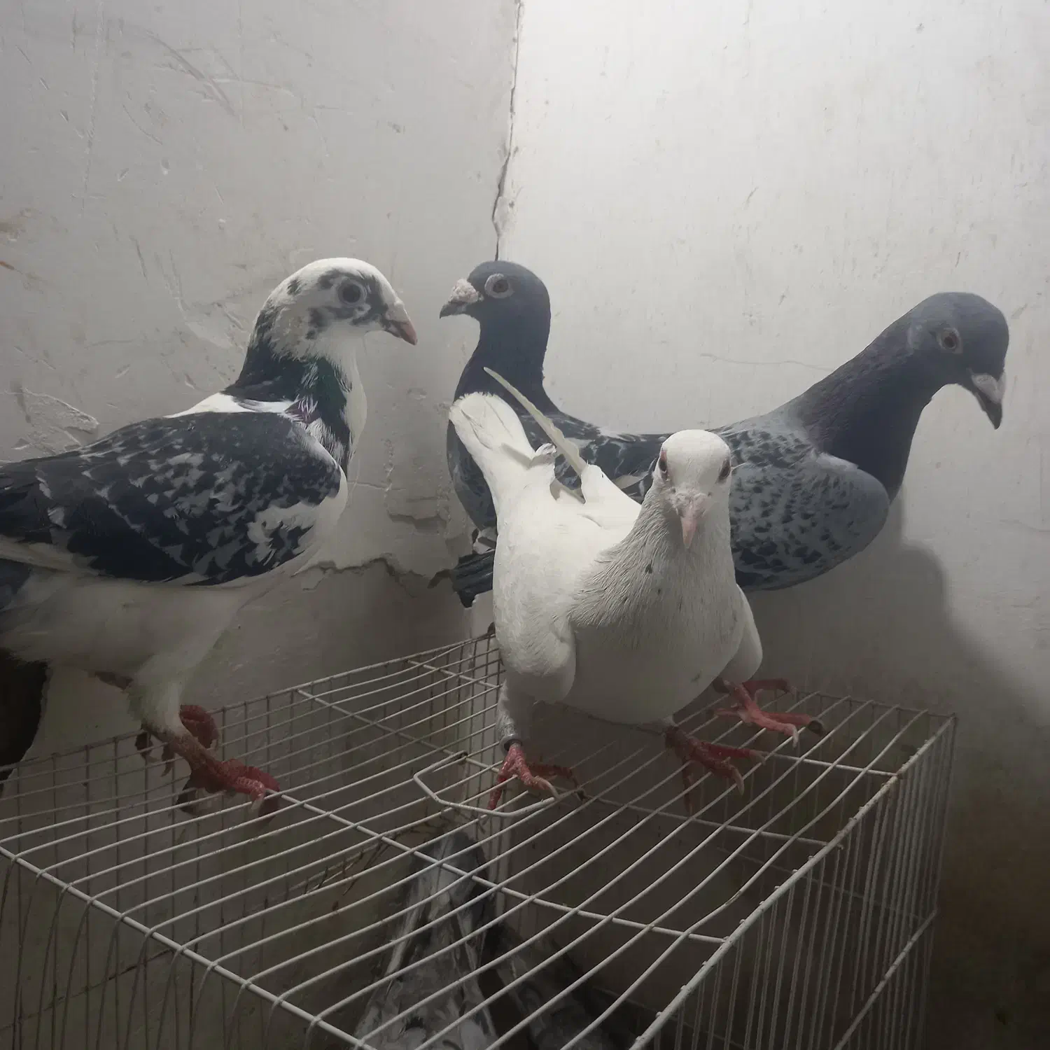 کبوتر|پرنده|چناران, |دیوار