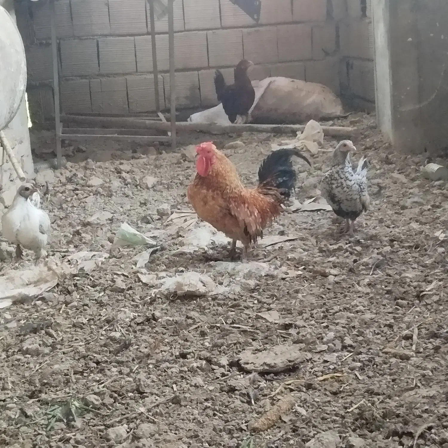 مرغ|پرنده|سرخنکلاته, |دیوار