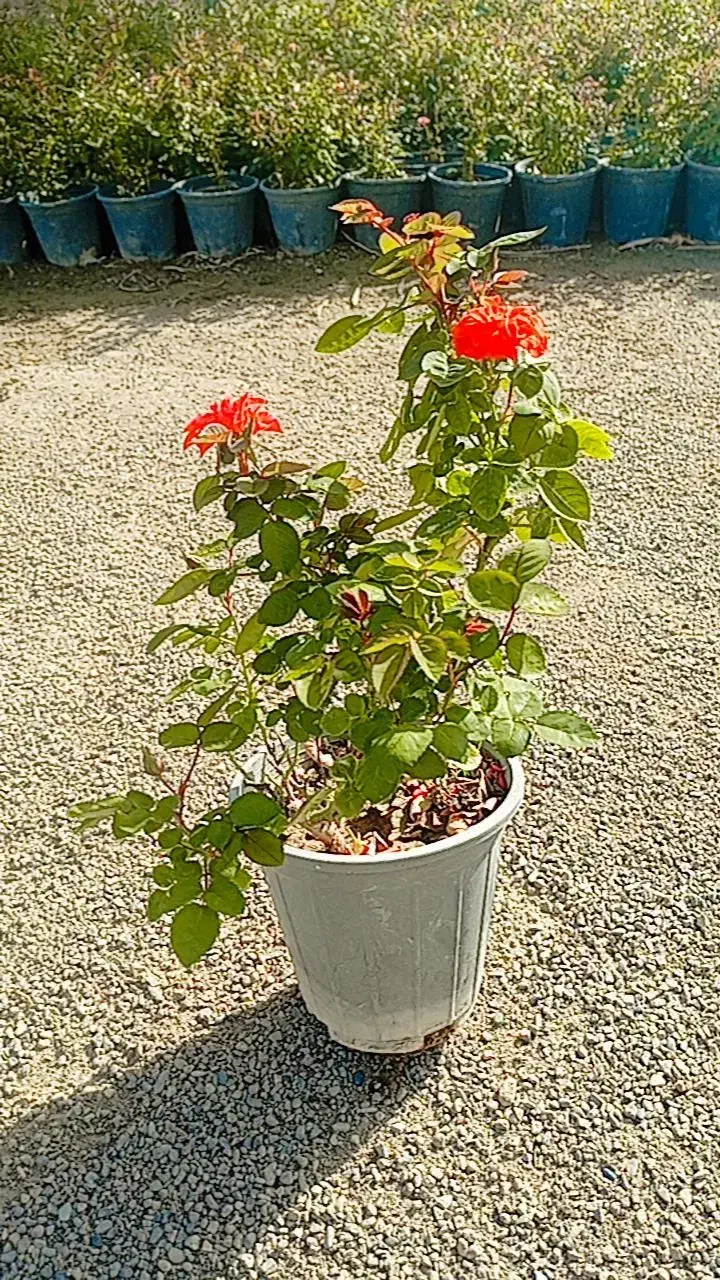 تولید کننده انواع رز هلندی و ساناز|گل و گیاه طبیعی|شریفآباد, |دیوار