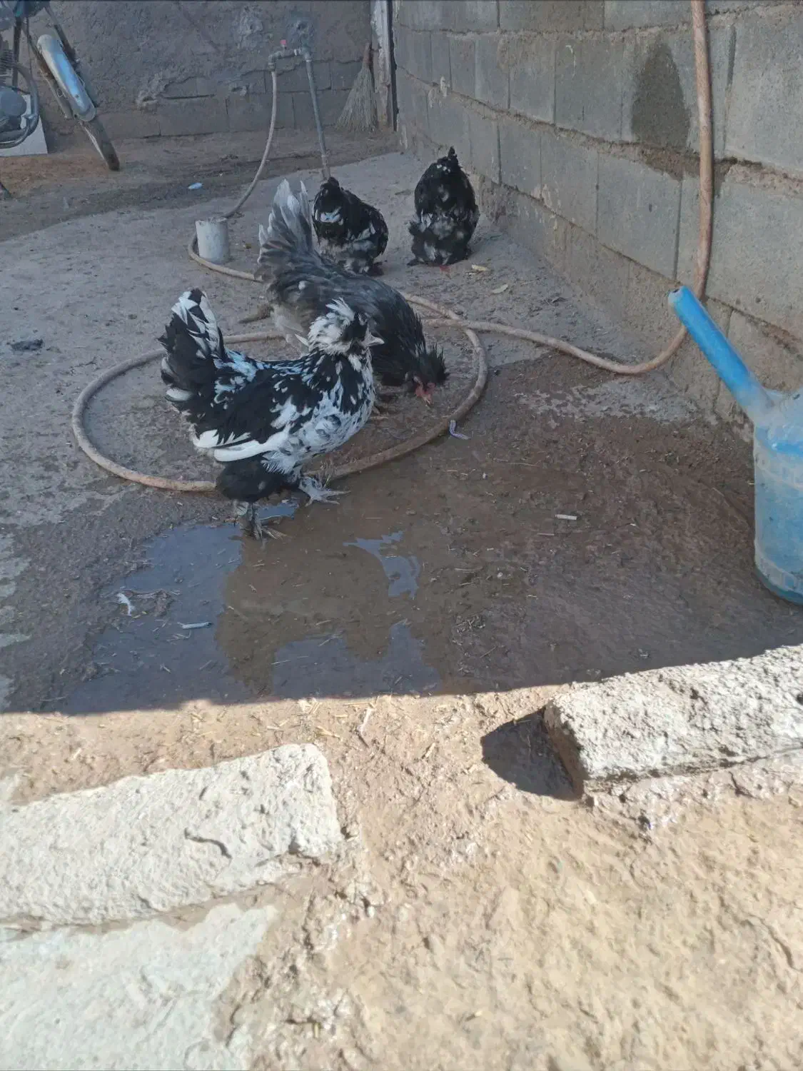 حیوانات|پرنده|سجاس رود, |دیوار