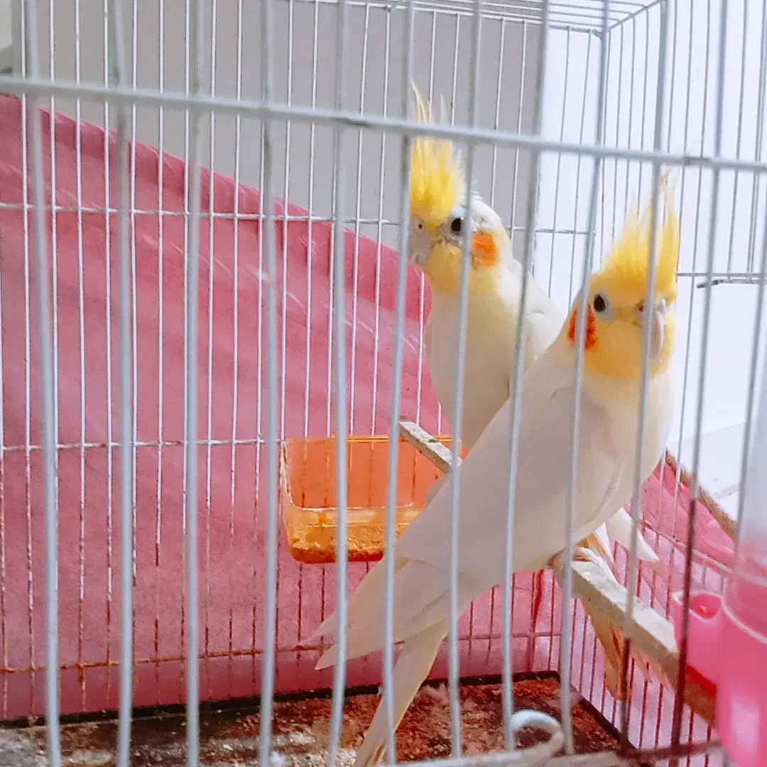 عروس هلندی لوتینو|پرنده|گرگان, |دیوار