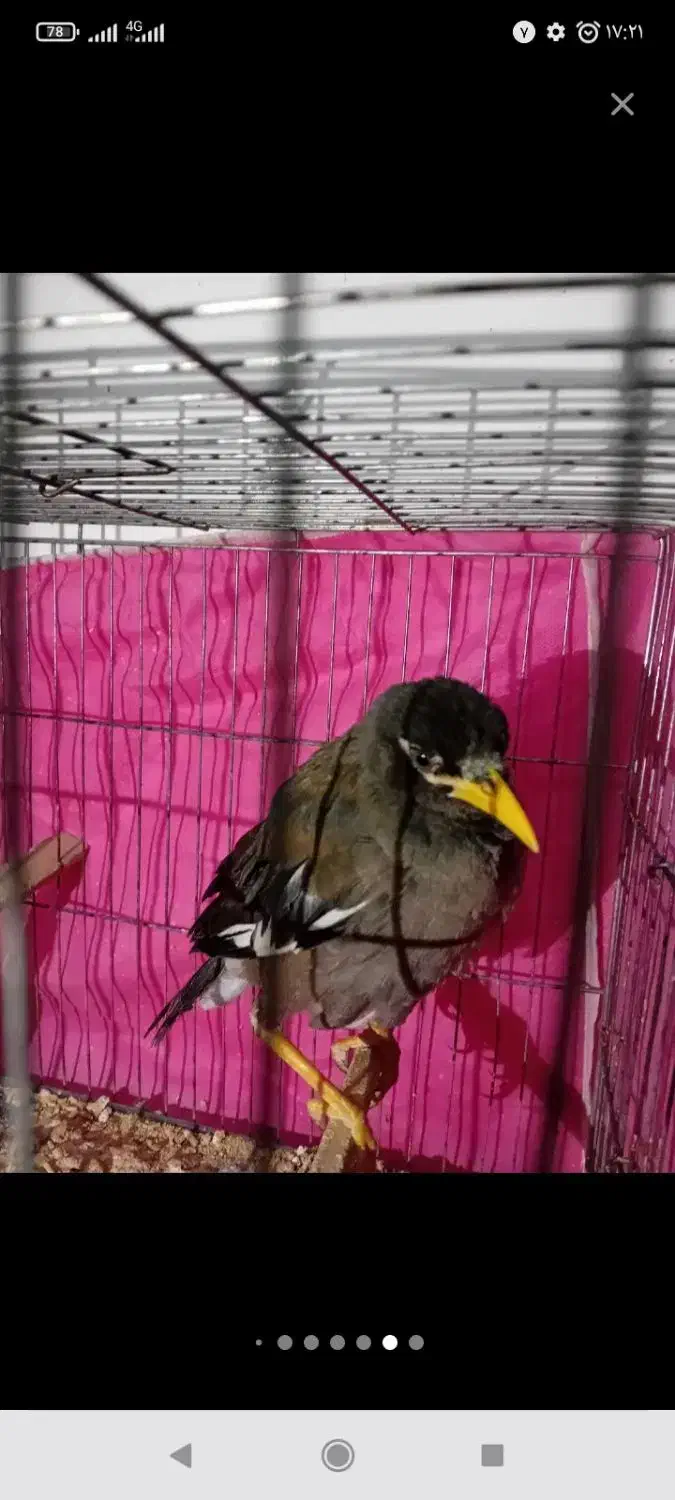 مرغ مینا سخنگو سالم و سلامت|پرنده|رباطکریم, نصیرشهر|دیوار