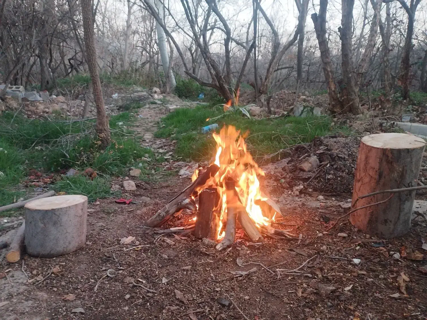 هیزم ،چوب|خدمات باغبانی و درختکاری|شیراز, میرزاکوچک خان|دیوار