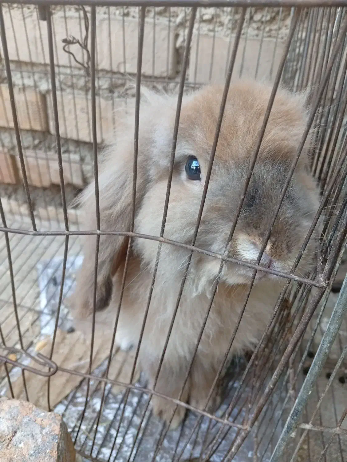 خرگوش لوپ8ماهه|موش و خرگوش|القجر, |دیوار