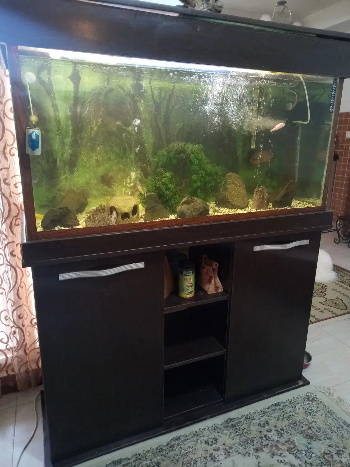 اکواریوم120|ماهی|رشت, کوی مهر|دیوار