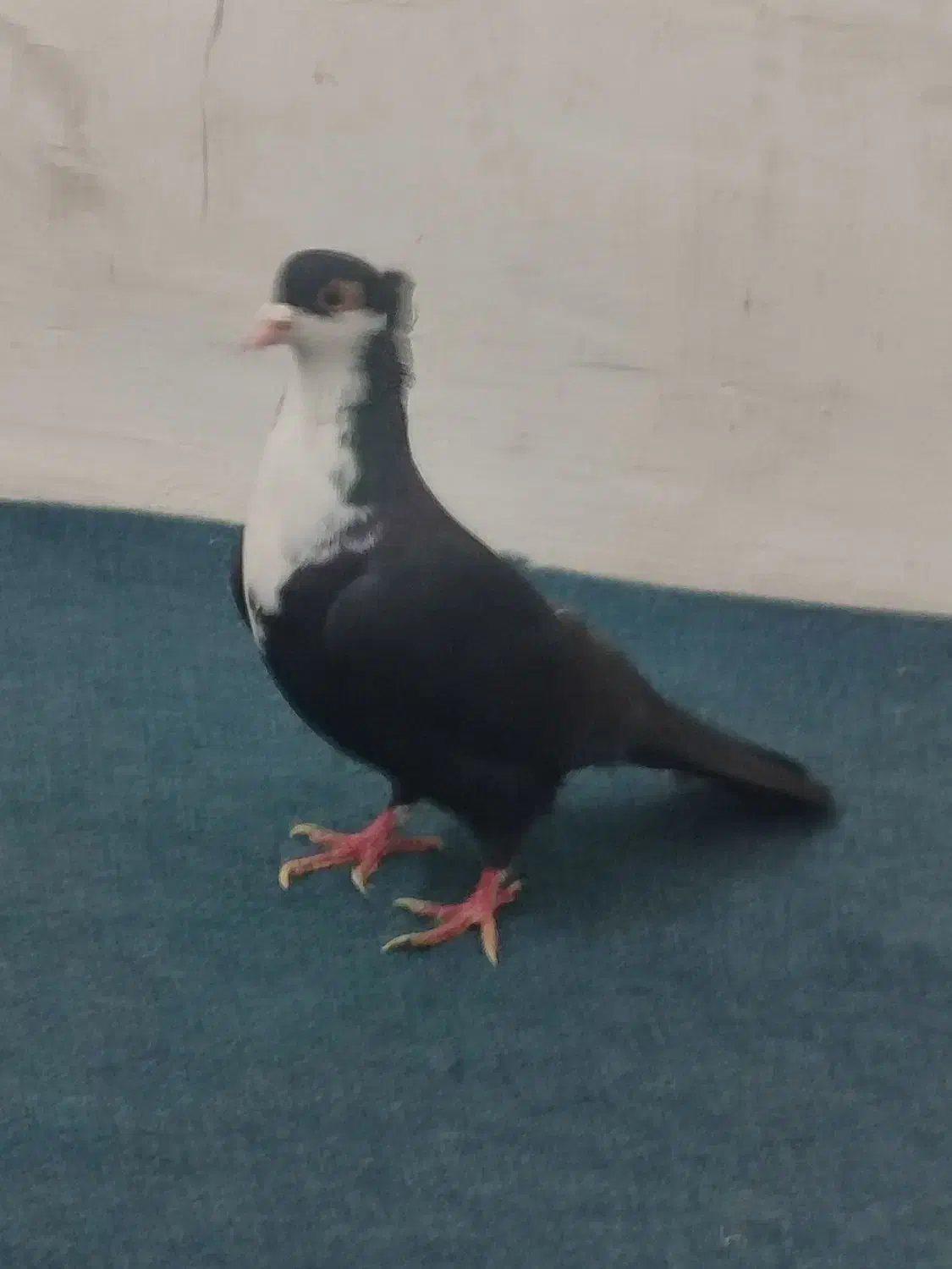 کروات|پرنده|خواف, |دیوار