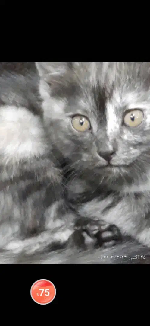 واگذاری|گربه|پاکدشت, پاکدشت (مامازند)|دیوار