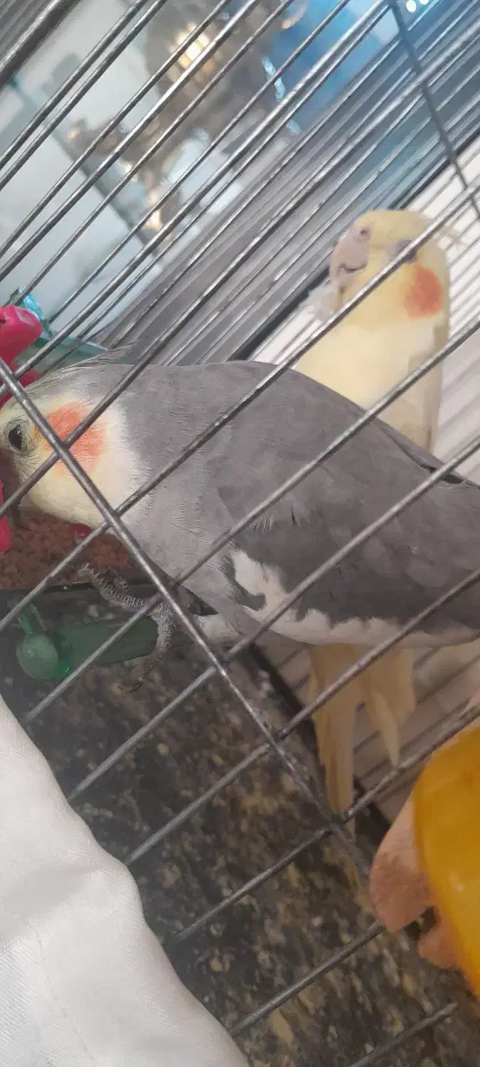 یه جفت عروس هلندی|موش و خرگوش|سهند, |دیوار