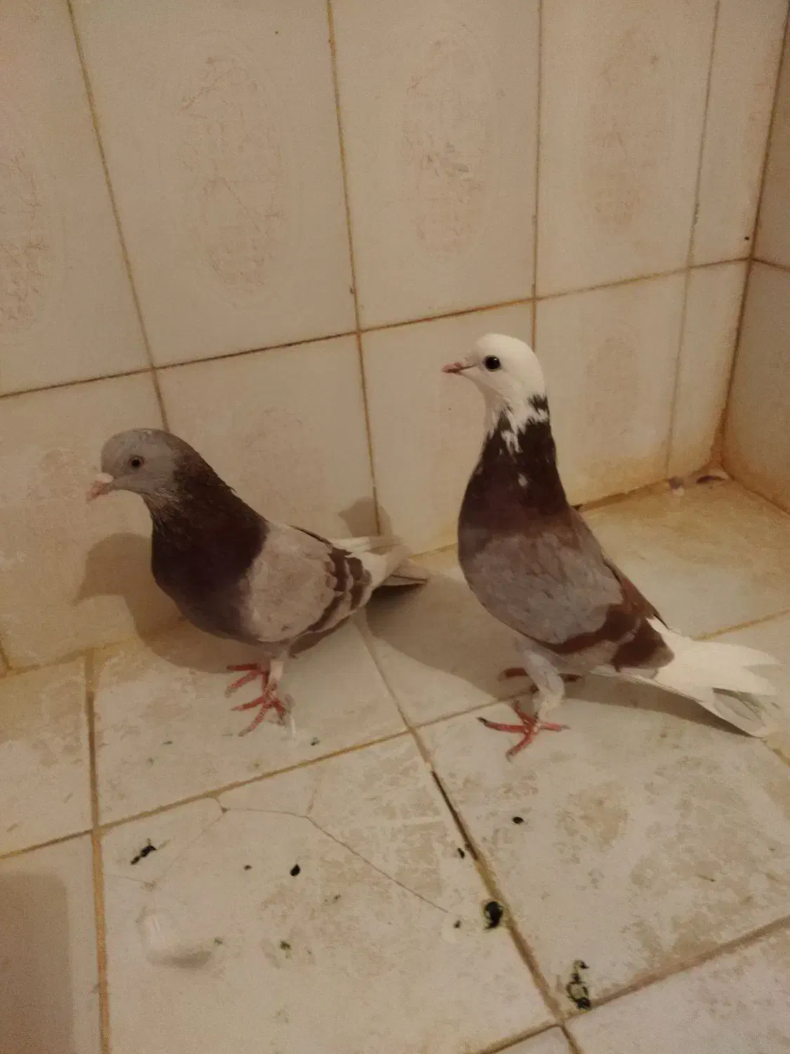 ۶کفترگرفتنی|پرنده|قم, نوبهار|دیوار