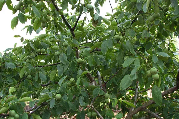 باغ ویلا نهاوند بروجرد کنار جاده اصلی سنددار|فروش دفتر صنعتی، کشاورزی، تجاری|نهاوند, |دیوار