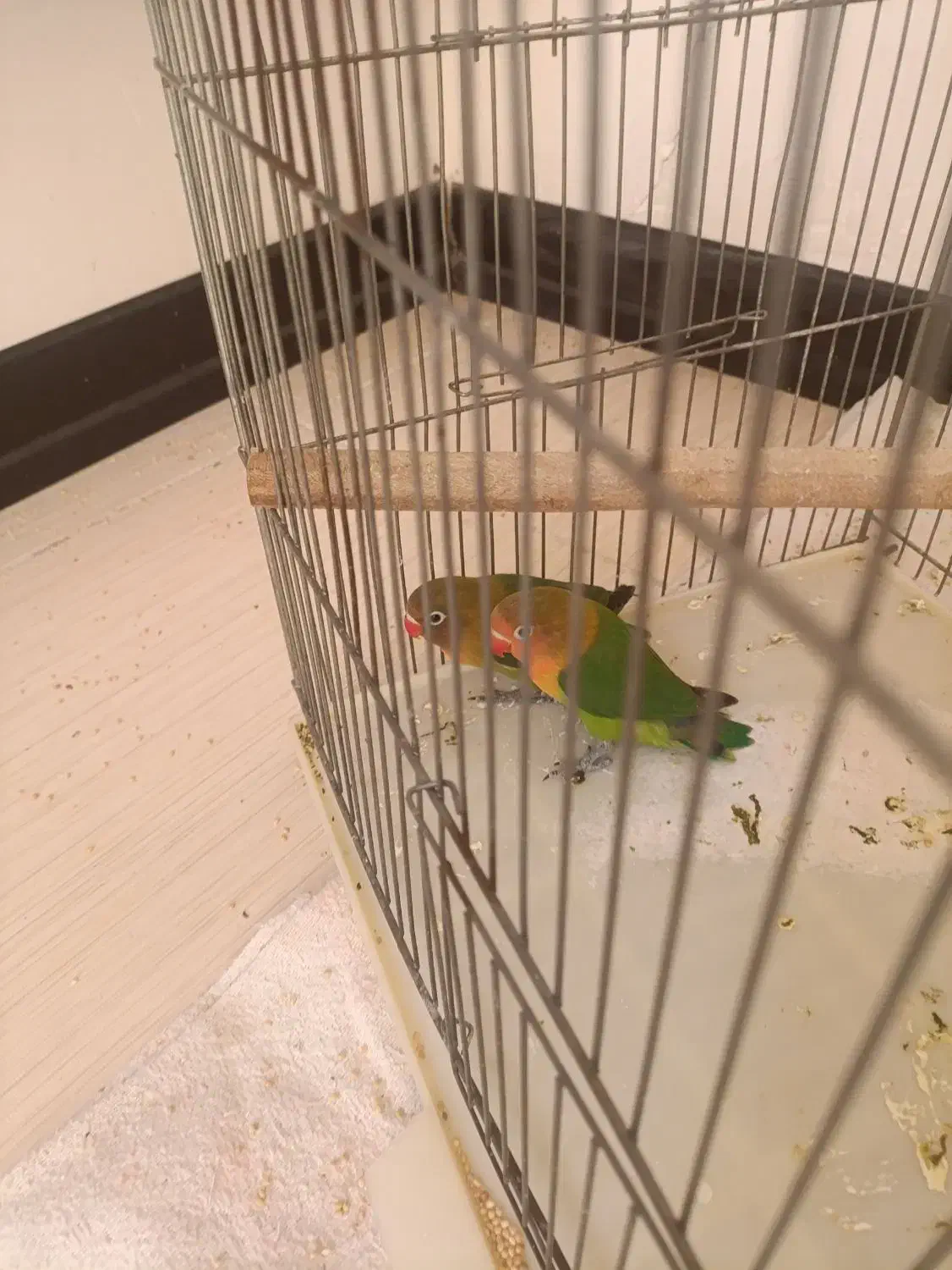 طوطی فیشر|پرنده|اصفهان, قائمیه|دیوار