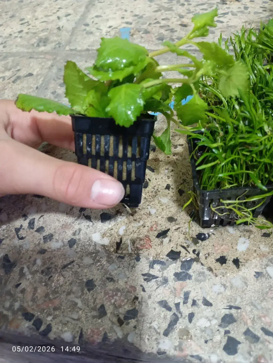 گیاه آکواریوم|ماهی|ارومیه, |دیوار